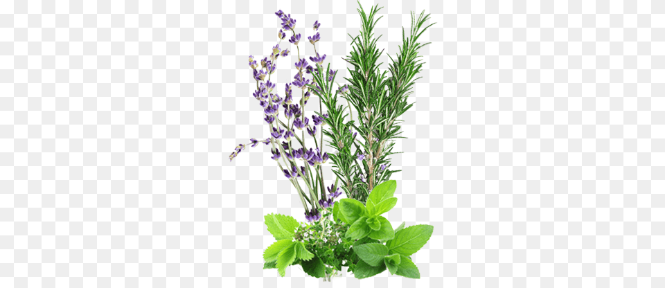 Herbs Beauty Friends Ii Essence Mask Sheet Pack Herb, Flower, Herbal, Plant, Lavender Free Transparent Png