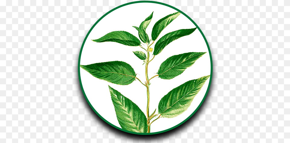 Herbs Clipart Dahon Dahon Ng Sili, Grass, Green, Herbal, Leaf Png Image