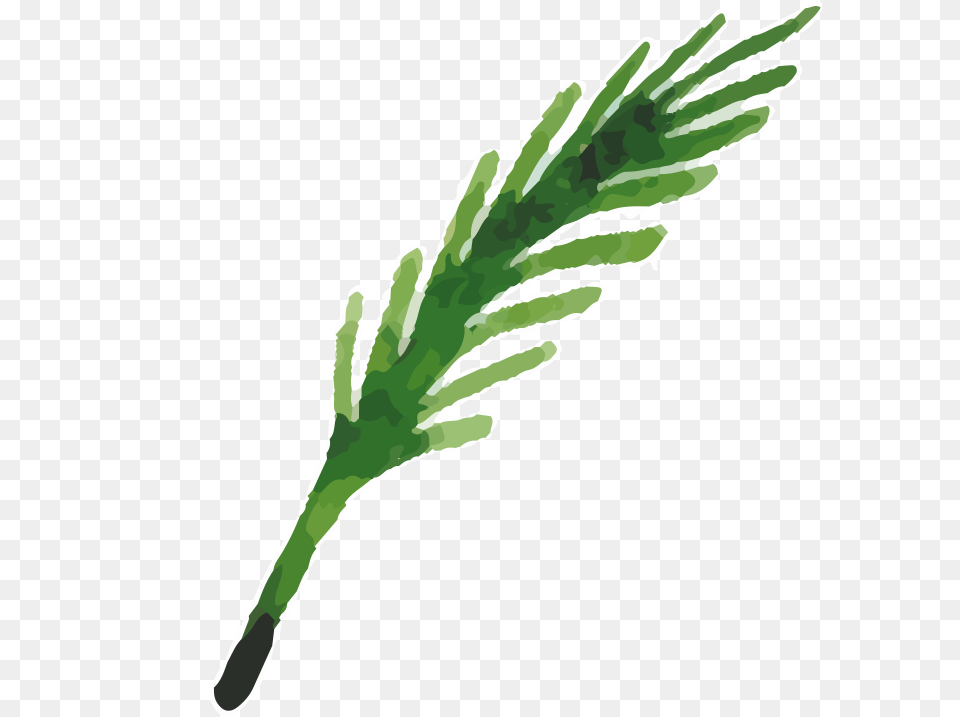Herbs Clipart Grass, Plant, Tree, Green, Person Png