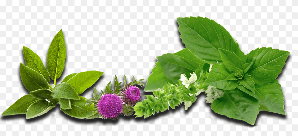 Herbs Curacore, Flower, Herbal, Leaf, Plant Free Transparent Png