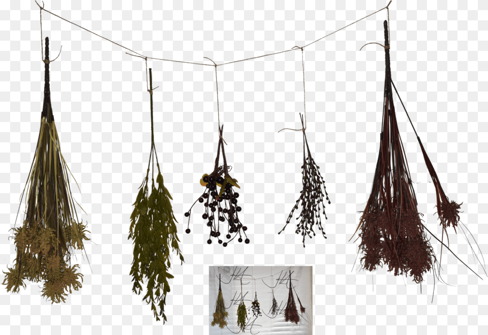 Herbs Dried Herbs 3d Model Chandelier, Lamp Free Png