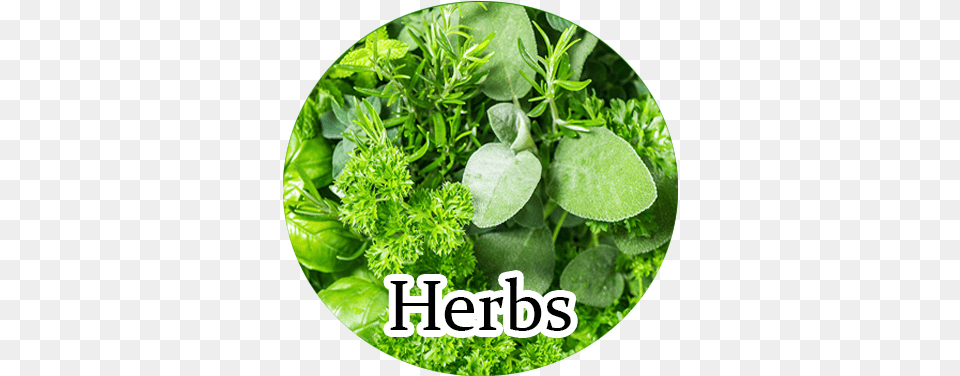 Herbs Fat Burning Herbs, Herbal, Parsley, Plant Free Png