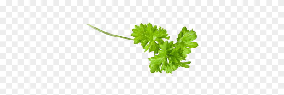Herbs Free Transparent Parsley, Plant Png Image