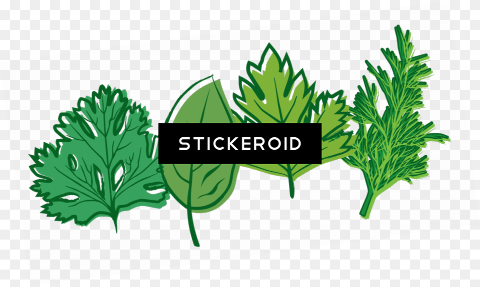 Herbs Hd, Parsley, Plant, Herbal, Leaf Free Transparent Png