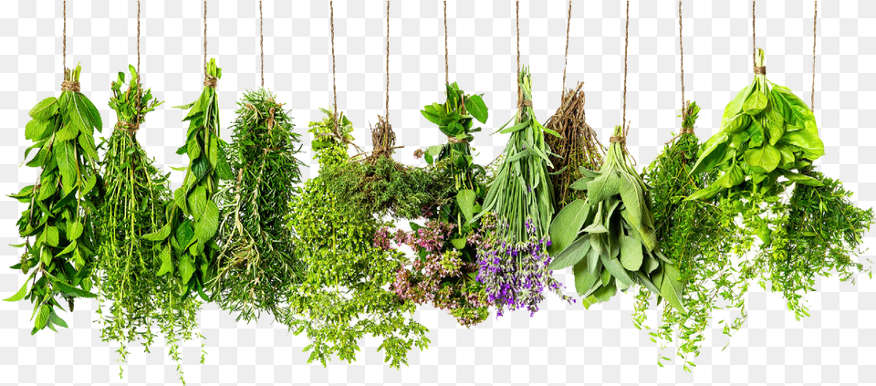 Herbs Hd Herbs, Herbal, Plant, Leaf, Potted Plant Png Image