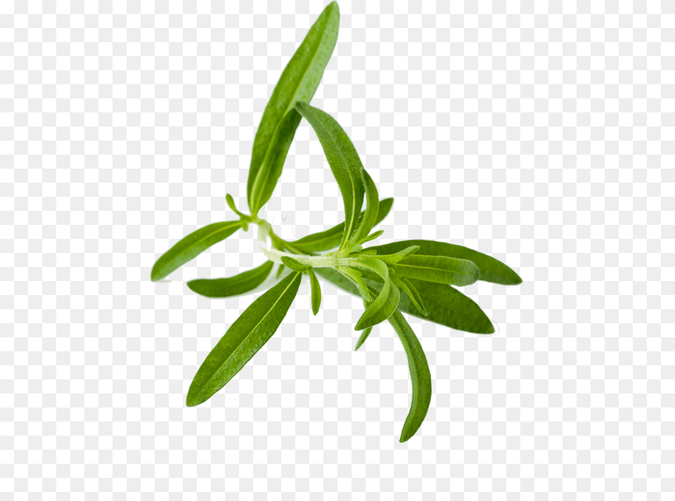 Herbs Hd Transparent Herbs Hd Images, Herbal, Leaf, Plant, Flower Free Png