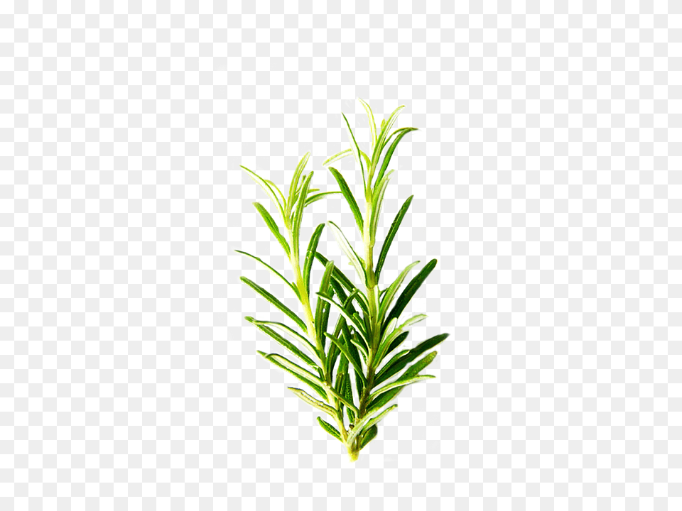 Herbs Images, Conifer, Herbal, Leaf, Plant Free Transparent Png