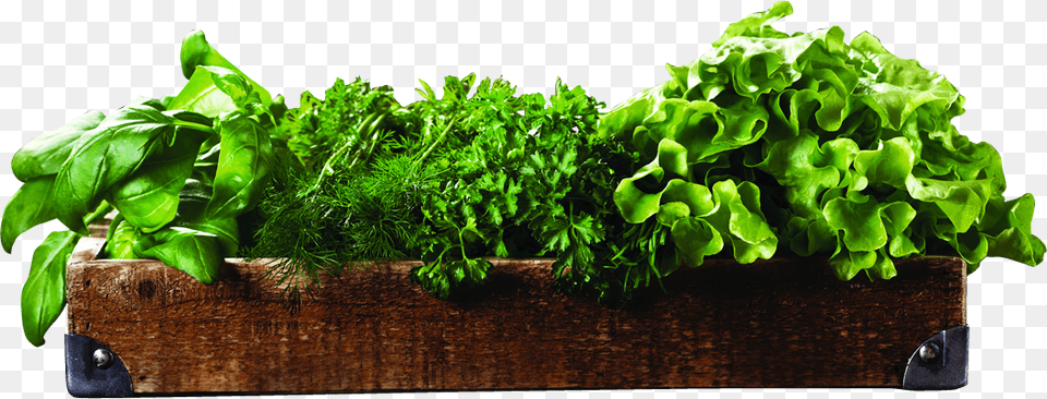 Herbs Leaf Vegetable, Plant, Food, Produce Free Transparent Png