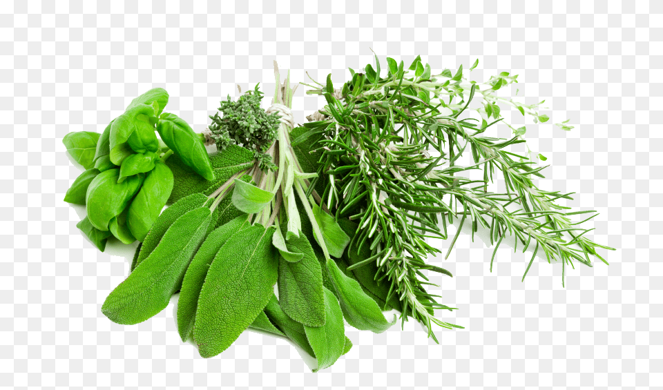Herbs Pic Herb, Herbal, Plant, Leaf Free Transparent Png