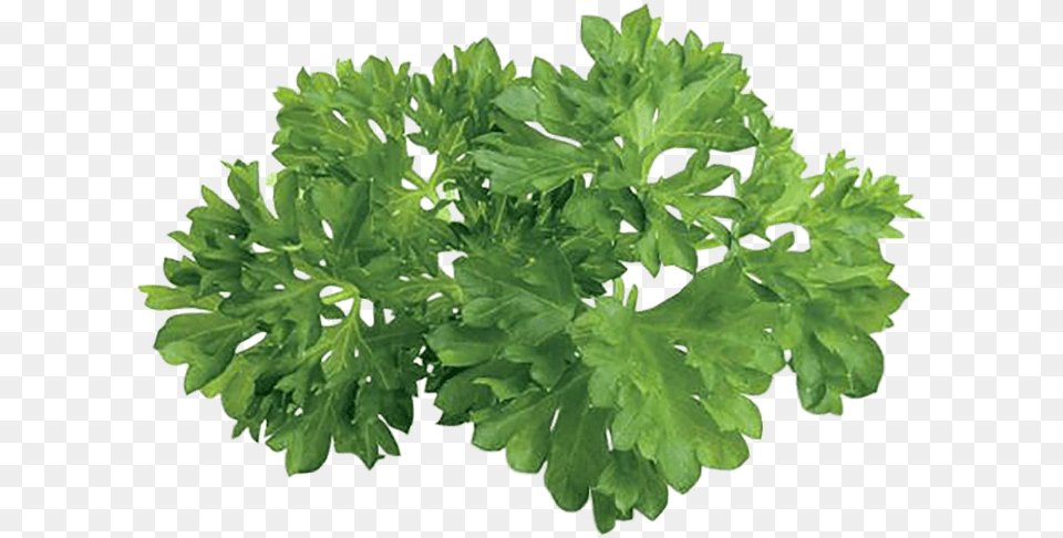 Herbs Plan View, Parsley, Plant Png