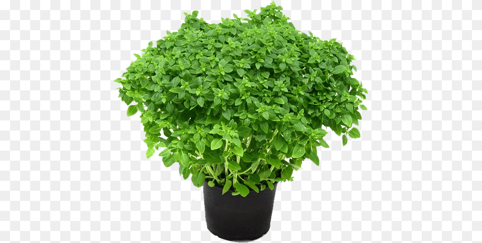 Herbs Plant, Herbal, Mint Free Png Download