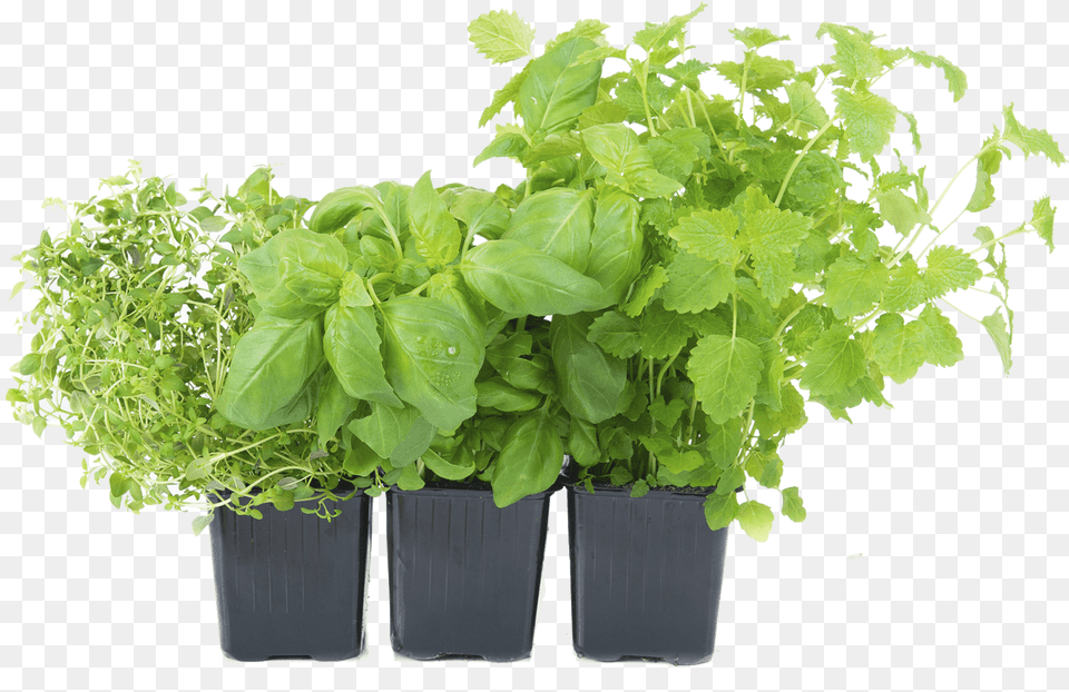 Herbs Pot, Herbal, Plant, Mint, Leaf Free Png Download