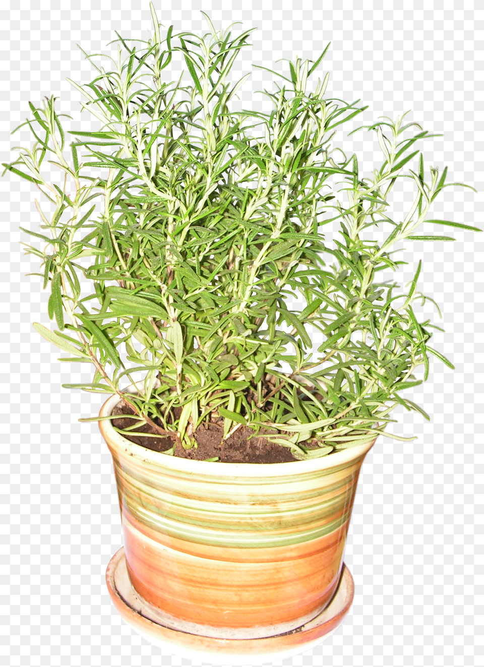 Herbs Rosemary Plant Transparent, Herbal, Potted Plant, Cookware, Pot Png Image