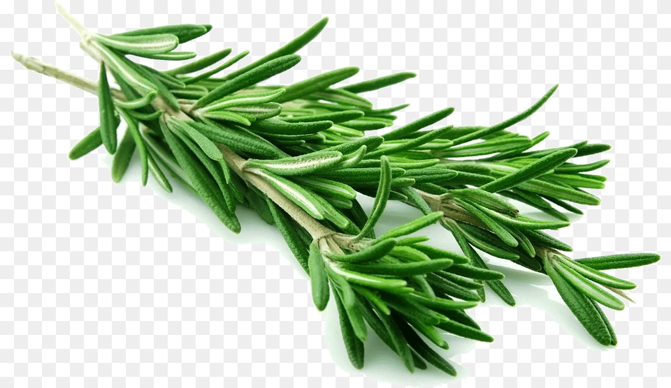 Herbs Soaps Rosemary Leaves, Conifer, Herbal, Plant, Tree Free Png
