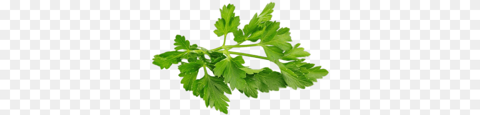 Herbs Transparent Images Parsley, Plant Png