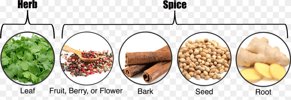 Herbs Vs Spices, Plant, Herbal, Food, Produce Free Png