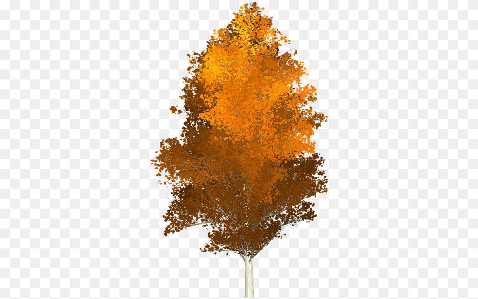 Herbst Baum, Leaf, Maple, Plant, Tree Free Transparent Png