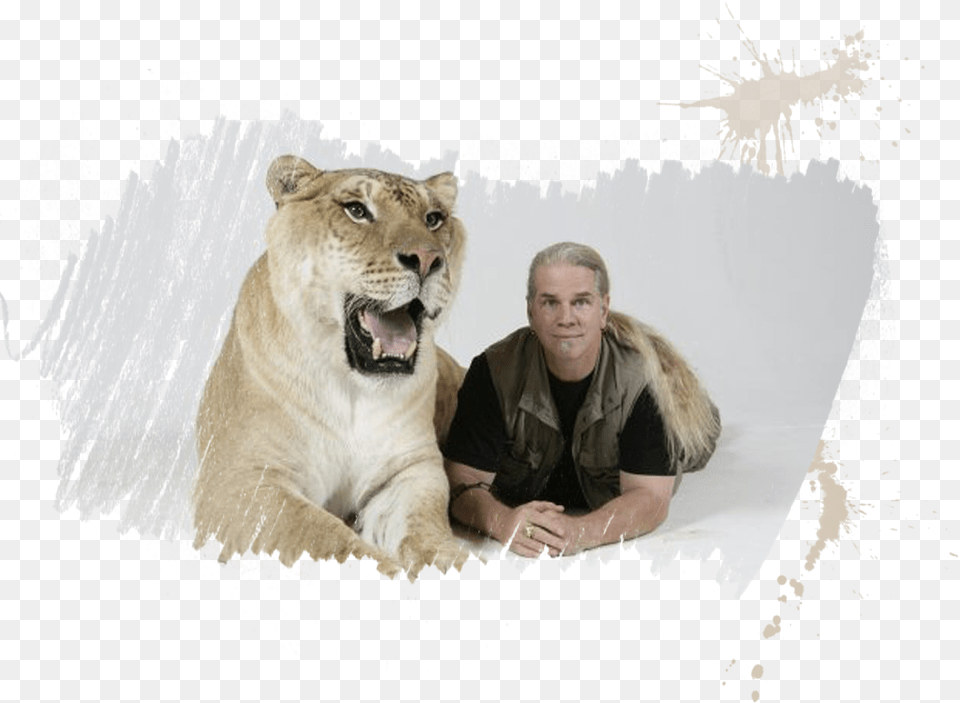 Hercules Ligers, Adult, Male, Person, Man Png