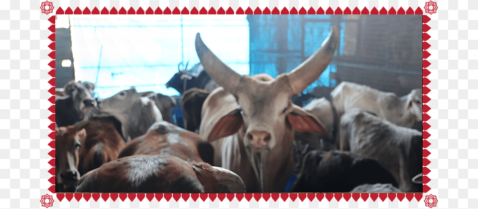 Herd, Animal, Bull, Mammal, Cattle Png Image