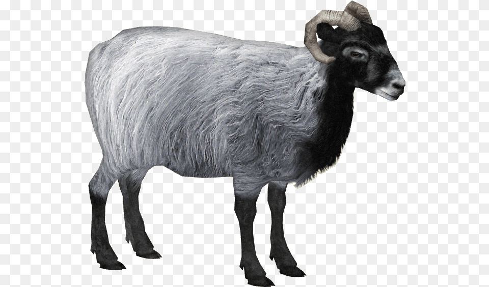 Herdwick Sheep 3 Bighorn, Animal, Livestock, Mammal Png Image