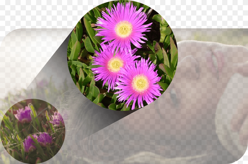 Here A Non Native Invasive Rests Her Head Upon A Mat Karkalla, Purple, Plant, Daisy, Flower Png Image