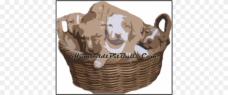 Here Are Rednose Pitbull Puppies In A Basket Red Nose, Baby, Person, Face, Head Free Png Download