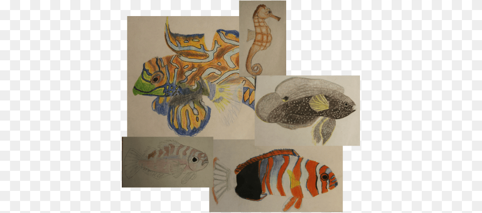 Here Are Some Examples Of Fish That I Have Drawn Marine Biology, Aquatic, Water, Art, Animal Free Png
