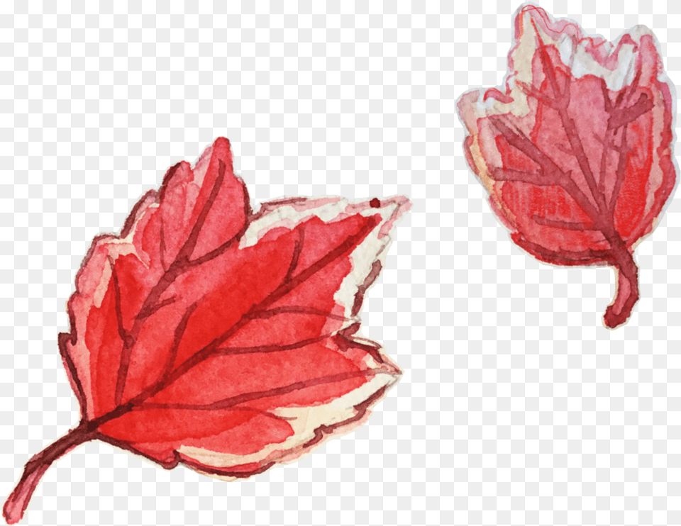 Here Are Some Watercolor Leaves For The Fall Maple Leaf, Plant, Tree, Flower, Rose Free Png Download