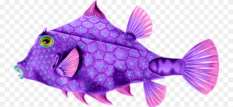 Here Are Some Wonderfully Colorful Sea Creatures To Ernst Haeckel Fish Art, Animal, Purple, Sea Life, Pattern Png