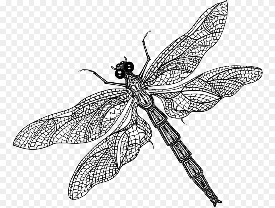 Here Dragonfly Black And White, Animal, Insect, Invertebrate Free Png Download