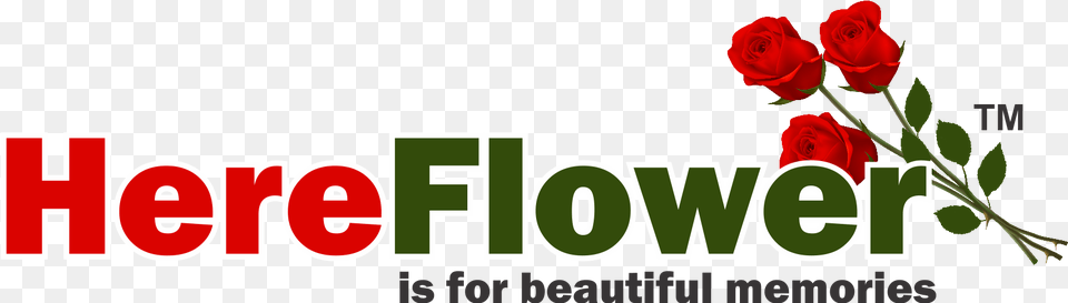 Here Flower Floribunda, Plant, Rose Free Png Download