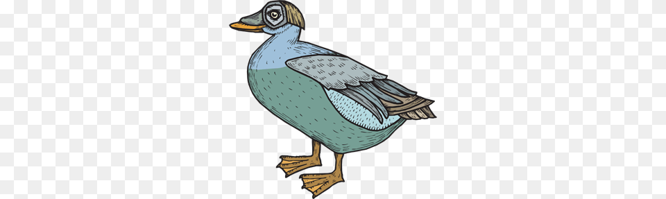 Here Images Icon Cliparts, Teal, Animal, Anseriformes, Bird Png