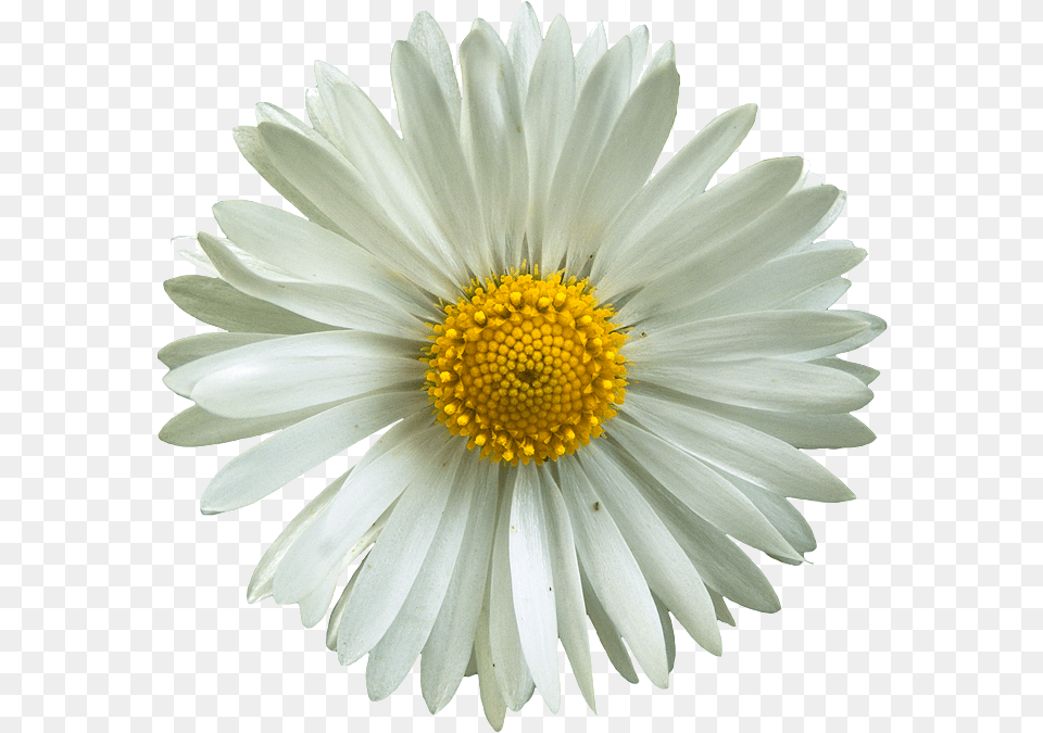Here Is A Couple Collage Examples I Made Using Daisy, Flower, Plant, Petal Free Png Download