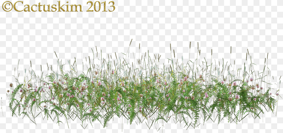 Here Is A Of Some Wildflowersgrass Etc On Transparent Tall Grass Flower, Moss, Plant, Vegetation Png Image