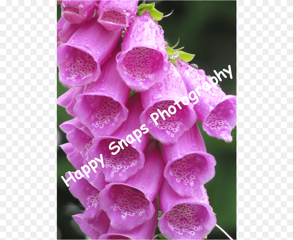 Here Is A Selection Of My Pictures That I Have Taken Digitalis, Flower, Plant, Foxglove, Rose Free Transparent Png