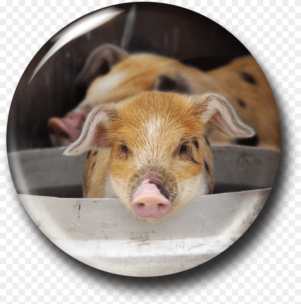 Here Piggy Piggy, Animal, Mammal, Pig, Hog Free Png Download