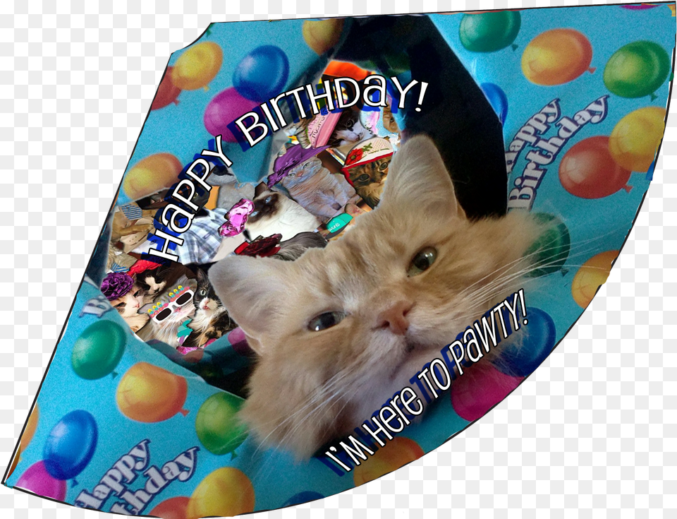 Here To Pawty Birthday Hat Cat Grabs Treat, Animal, Mammal, Pet, Person Free Png