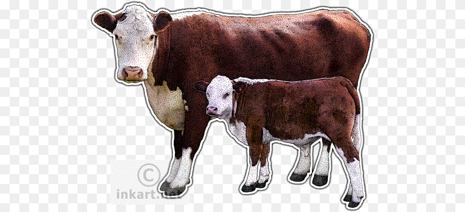 Hereford Cow Decal Hereford Cattle, Animal, Calf, Livestock, Mammal Free Png