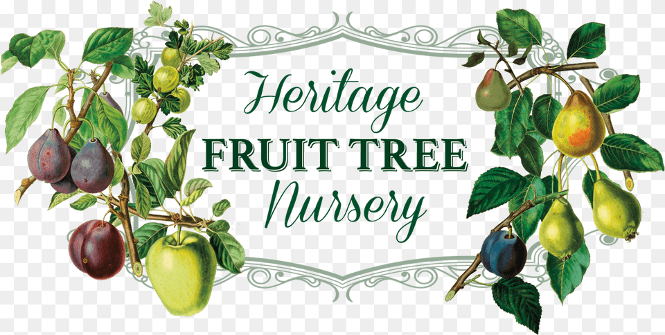 Heritage Fruit Tree Nursery Logo Apple Trees Fruit Tree, Food, Plant, Produce, Pear Free Png
