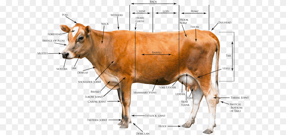 Heritage Jersey Organization Gt Registration Conformation Body Parts Of Cow In English, Animal, Cattle, Livestock, Mammal Png