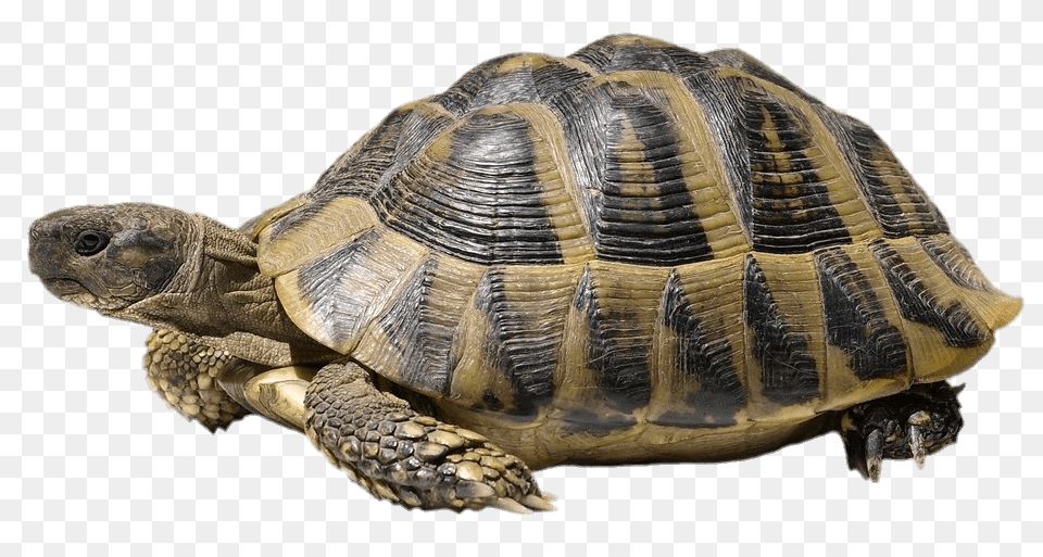Hermanns Tortoise, Animal, Reptile, Sea Life, Turtle Free Png