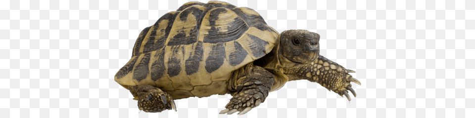Hermanns Tortoise Walking, Animal, Reptile, Sea Life, Turtle Png