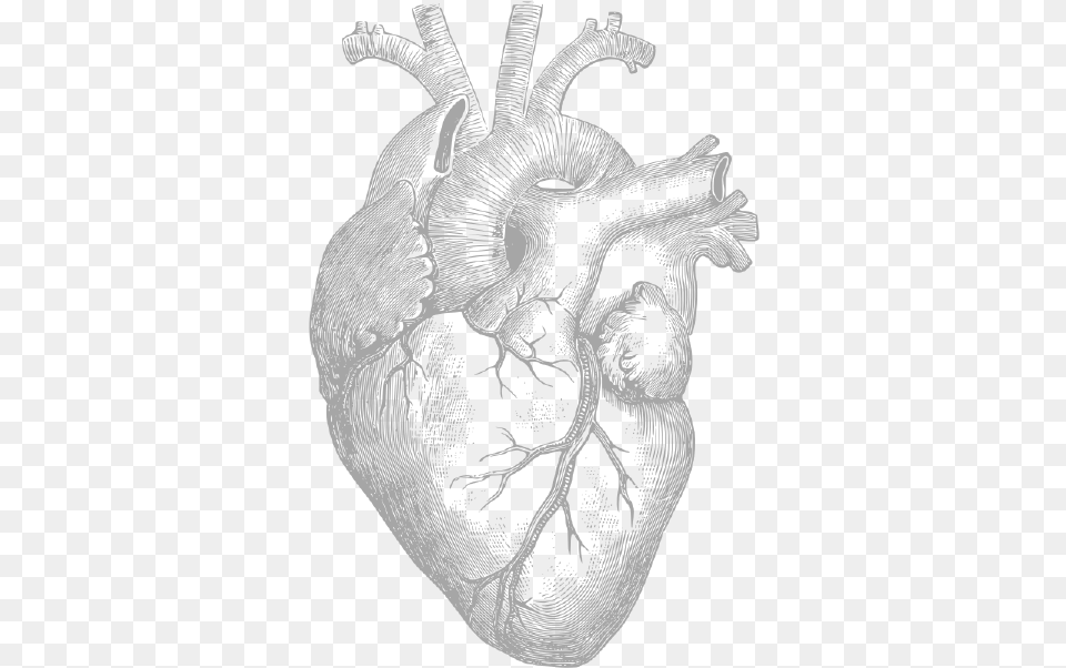 Hermes Consortium Human Heart Drawing, Art, Person, Face, Head Png