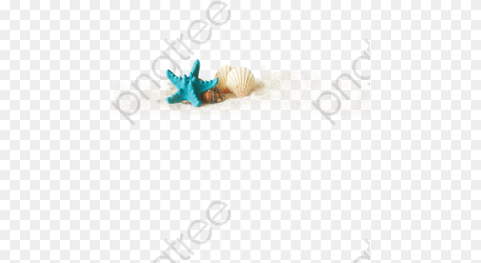 Hermit Crab, Animal, Invertebrate, Sea Life, Seashell Png Image