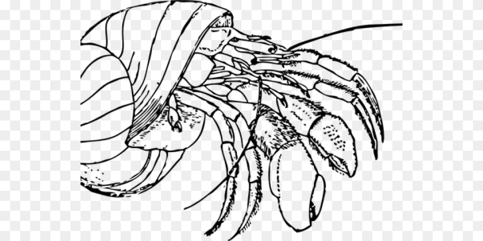Hermit Crab Clipart Red Crab Concha De Cangrejo, Gray Free Transparent Png