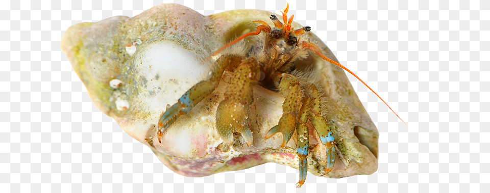 Hermit Crab Crab, Animal, Sea Life, Food, Invertebrate Free Png
