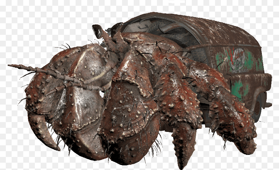 Hermit Crab Hermit Crab, Animal, Insect, Invertebrate, Food Png