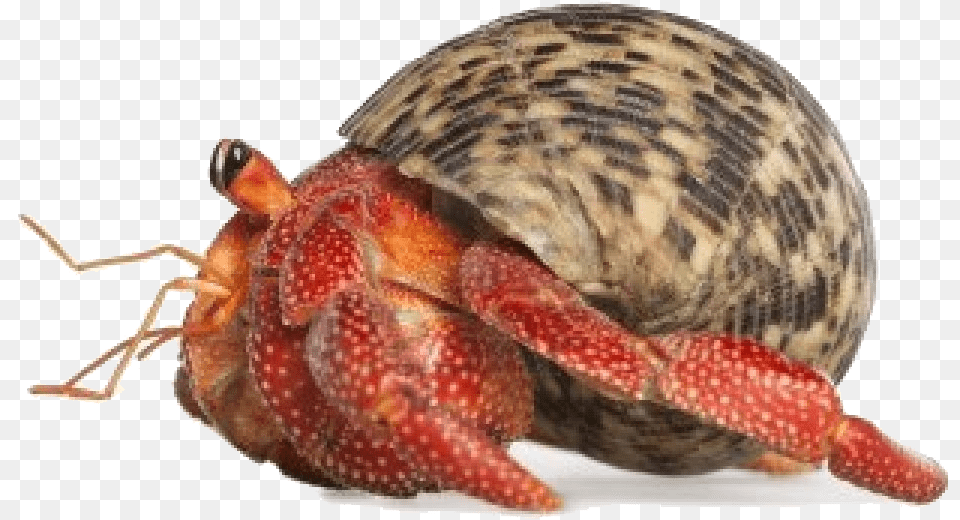 Hermit Crab Transparent Background, Animal, Sea Life, Food, Seafood Png