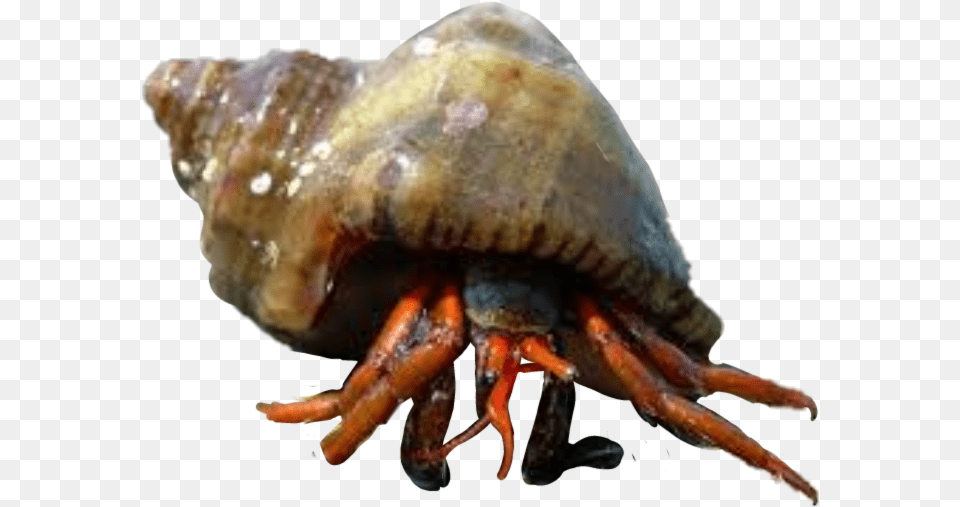 Hermit Crabs Rapan, Animal, Invertebrate, Sea Life, Seashell Png Image
