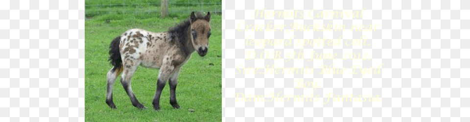 Hermits Bethanie Colt, Animal, Foal, Horse, Mammal Png